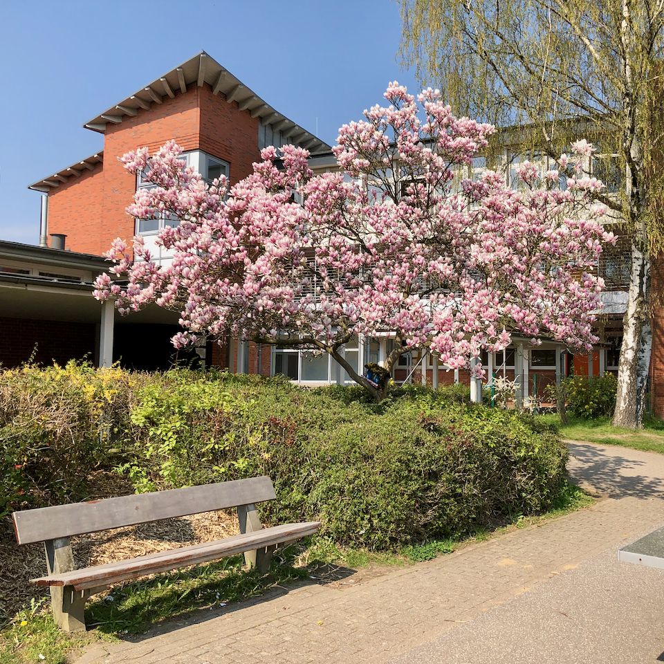 Blühender Magnolienbaum auf dem Schulgelände